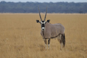 The gemsbok “Oryx gazella” is a large antelope in the Oryx genus