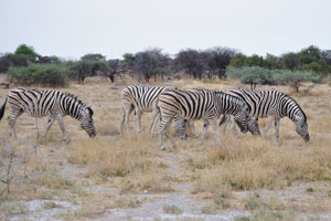 Burchell's zebra is the only subspecies of zebra which may be legally farmed for human consumption