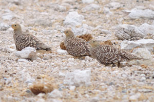 The Namaqua sandgrouse “Pterocles namaqua” is a species of ground-dwelling bird in the sandgrouse family
