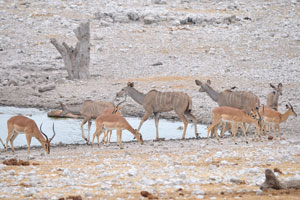 Greater kudus and impalas are at Olifontsbad Waterhole