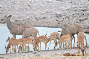 Greater kudus and impalas are wandering along the shoreline of Olifontsbad Waterhole