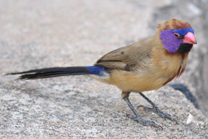 The violet-eared waxbill or common grenadier “Uraeginthus granatinus” is a common species of estrildid finch found in drier land of Southern Africa