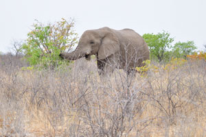 The trunk of an elephant is capable of lifting a load of about 250 kg