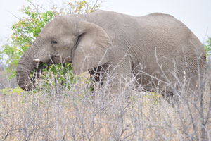 An adult African elephant's trunk is about seven feet (2 m) long
