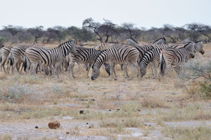 A herd of Burchell's zebras