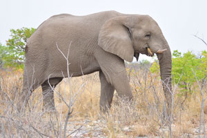 This African elephant was very close to our vehicle