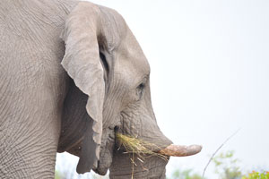 The head of an African elephant