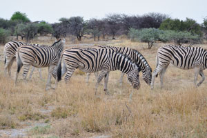 We met this herd of Burchell's zebras at the following geo coordinates: -18.812296, 16.937448