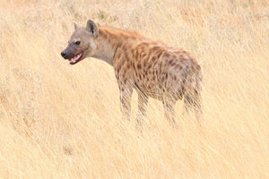 A spotted hyena is at the yellow field