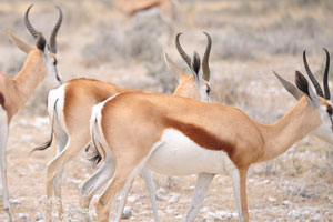 Springboks have the awesome white bellies