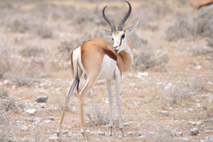 The rear view of a grooming springbok