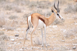 The tail of a springbok