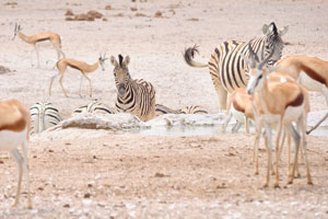 Springboks and Burchell's zebras
