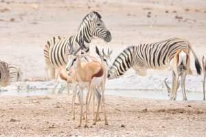 Springboks and Burchell's zebras are at Nebrownii Waterhole