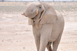 An African elephant is at Nebrownii Waterhole