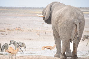 An African elephant is urinating at Nebrownii Waterhole