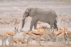 Springboks are on the background of an African elephant at Nebrownii Waterhole