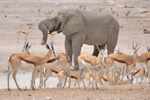 An African elephant and springboks are drinking water from Nebrownii Waterhole
