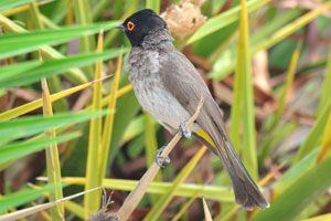 The African red-eyed bulbul or black-fronted bulbul “Pycnonotus nigricans” is a species of songbird in the family Pycnonotidae