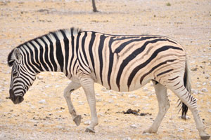 A Burchell's zebra is walking near Okaukuejo Campground
