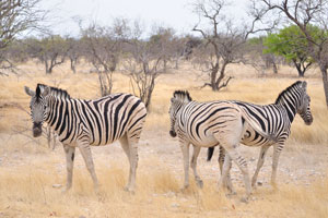 Three Burchell's zebras