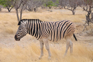 The black and white stripes of the Burchell's zebra may have one or several functions