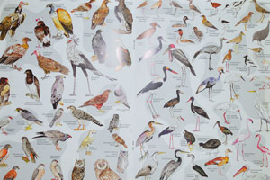 The birds of Etosha National Park are on the map of Etosha National Park