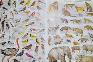 The animals of Etosha National Park are on the map of Etosha National Park