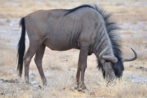 A blue wildebeest
