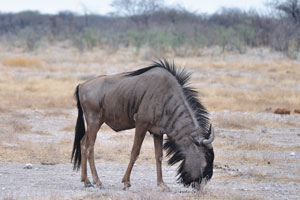 Distribution of the blue wildebeest is concentrated to the north-eastern regions of South Africa