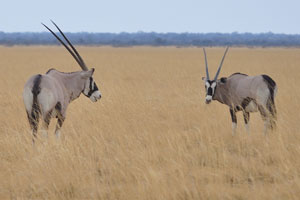 The gemsbok “Oryx gazella” is a large antelope of arid regions of southern Africa