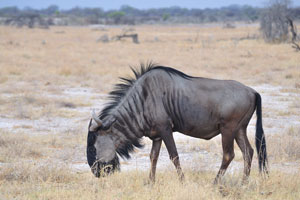 Population numbers of the blue wildebeest are drastically reduced due to fencing, which restricts traditional and instinctive migration