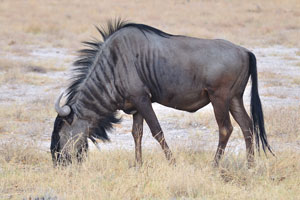 The blue wildebeest is a herbivore, feeding primarily on the short grasses