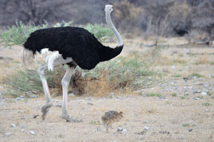 A South African ostrich male is wandering with chicks