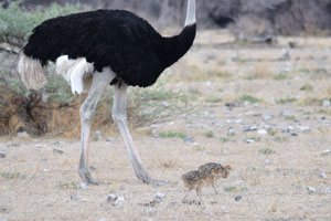 The chicks of a South African ostrich are fawn in colour, with dark brown spots