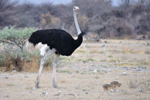 A South African ostrich male is proudly walking with chicks