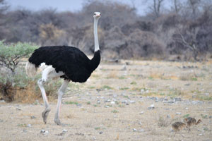 Only 15% of the surviving South African ostrich chicks reach 1 year of age