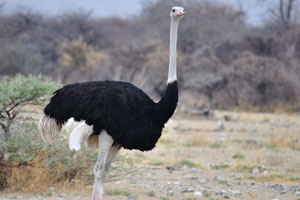 The ostrich or common ostrich “Struthio camelus” is a species of large flightless birds native to Africa