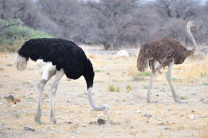 The ostrich's skin is used for leather products