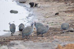 Helmeted guineafowls are at Chudop Waterhole