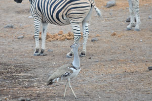 A kori bustard walks amidst Burchell's zebras at Chudop Waterhole