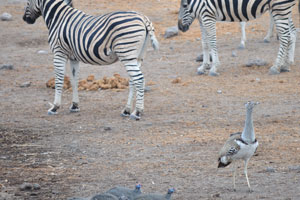 A kori bustard and Burchell's zebras are at Chudop Waterhole