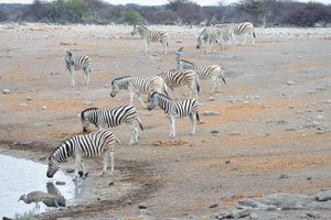 Burchell's zebras are at Chudop Waterhole