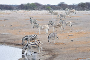 Chudop Waterhole is located at the following geo coordinates: -18.858283, 16.924913