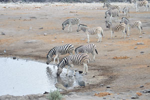 Burchell's zebras are drinking water from Chudop Waterhole