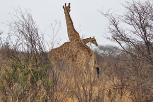 Two giraffes are grazing in the bush