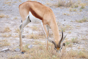 The springbok is a medium-sized antelope found mainly in southern and southwestern Africa