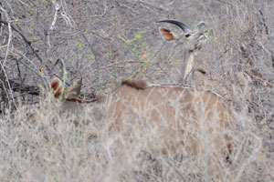 These juvenile male and female greater kudus were seen between Chudop Waterhole and Kalkheuwel Waterhole