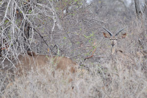 The greater kudu “Tragelaphus strepsiceros” is a woodland antelope found throughout eastern and southern Africa
