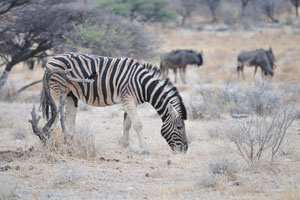 A Burchell's zebra is grazing somewhere between Chudop Waterhole and Kalkheuwel Waterhole